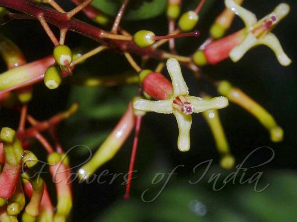 Intermediate Mistletoe